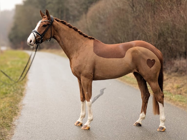 Koń oldenburski Klacz 5 lat 168 cm Kasztanowata in Plech