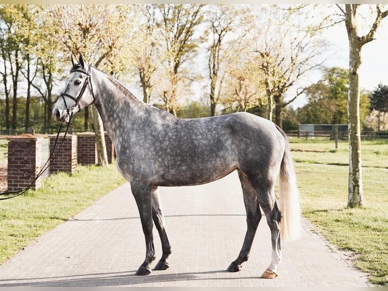 Koń oldenburski Klacz 5 lat 168 cm Siwa jabłkowita in Antwerp