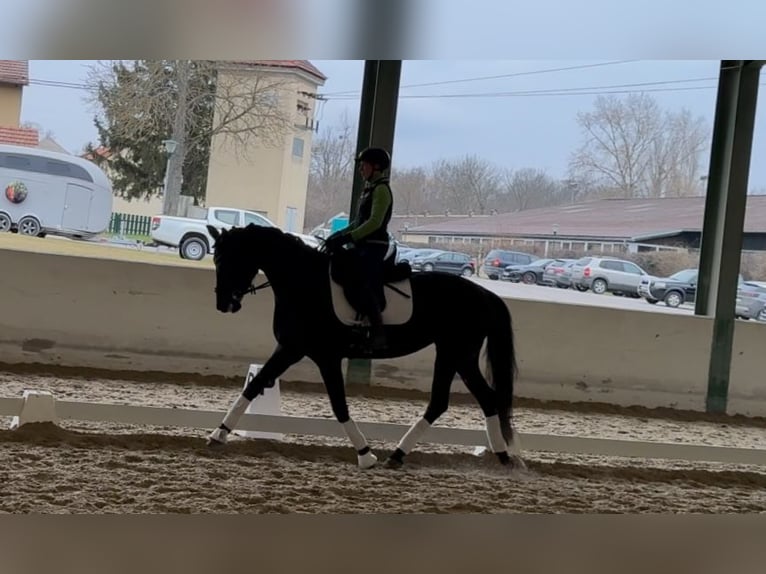 Koń oldenburski Klacz 5 lat 168 cm Skarogniada in Günselsdorf