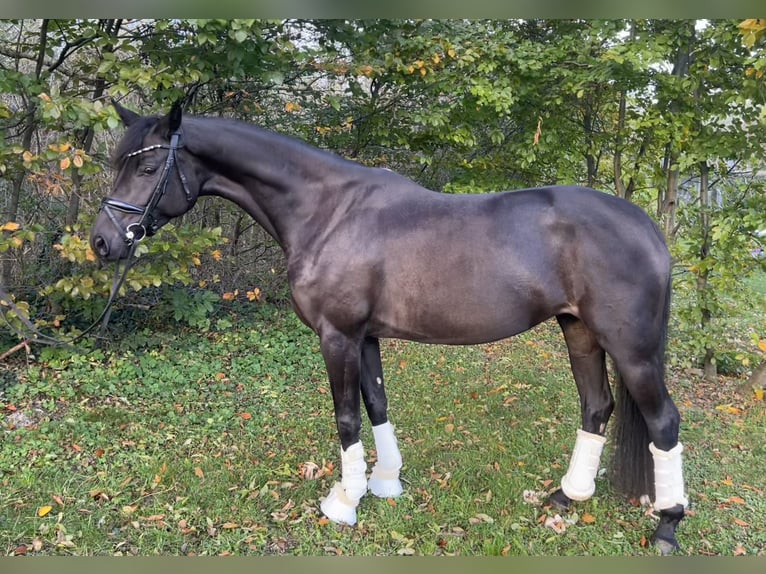 Koń oldenburski Klacz 5 lat 168 cm Skarogniada in Günselsdorf