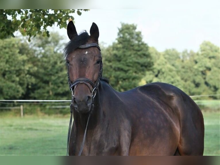 Koń oldenburski Klacz 5 lat 169 cm Ciemnogniada in Visbek