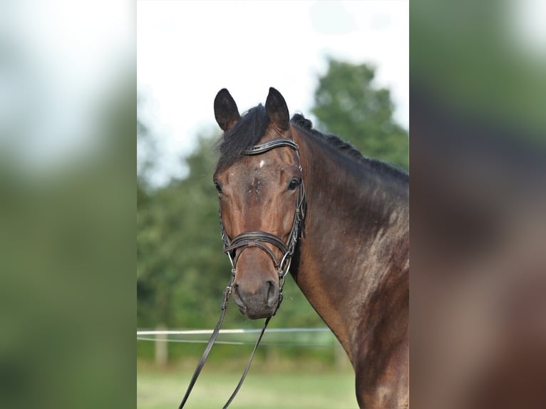 Koń oldenburski Klacz 5 lat 169 cm Ciemnogniada in Visbek