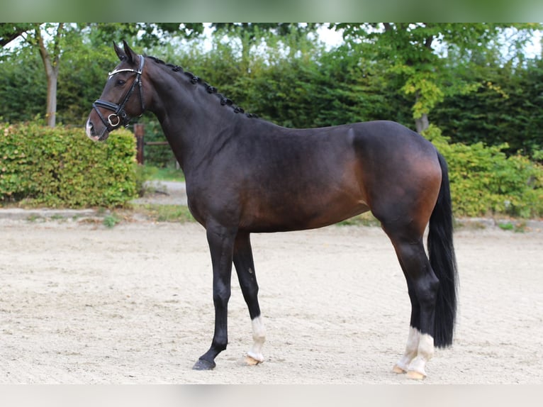 Koń oldenburski Klacz 5 lat 169 cm Ciemnogniada in Wolfsburg