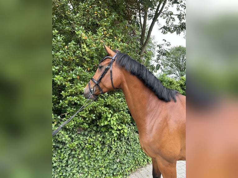 Koń oldenburski Klacz 5 lat 169 cm Gniada in Vechta