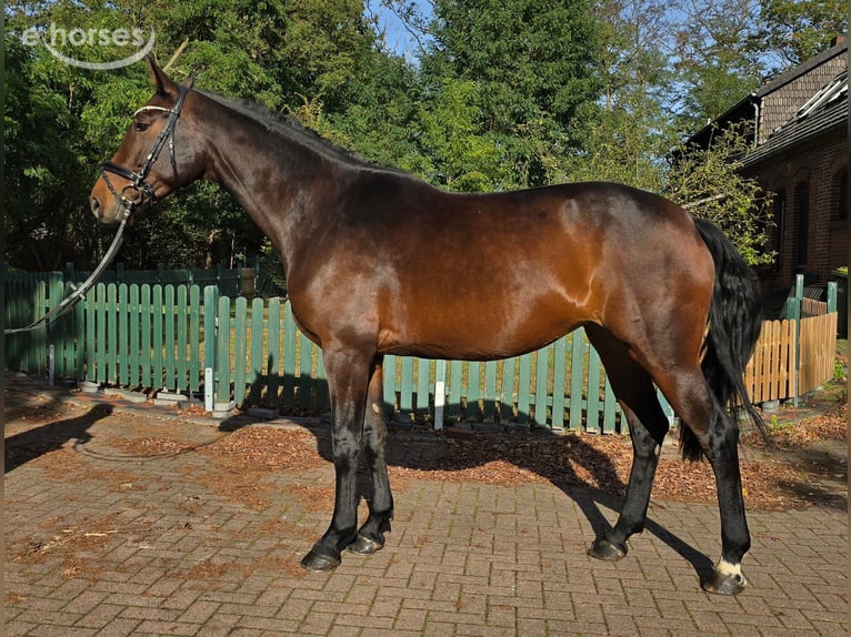 Koń oldenburski Klacz 5 lat 169 cm Gniada in Barnstorf-Eydelstedt
