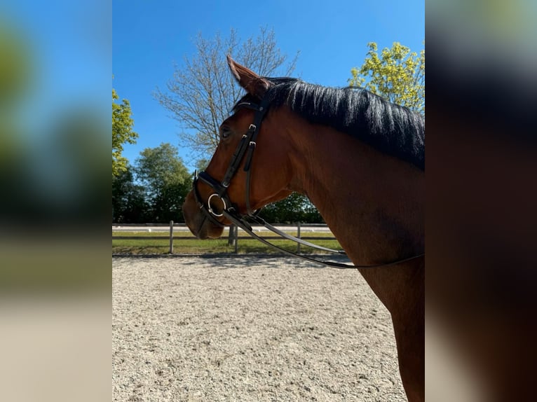 Koń oldenburski Klacz 5 lat 169 cm Gniada in K&#xF6;hlenGeestland
