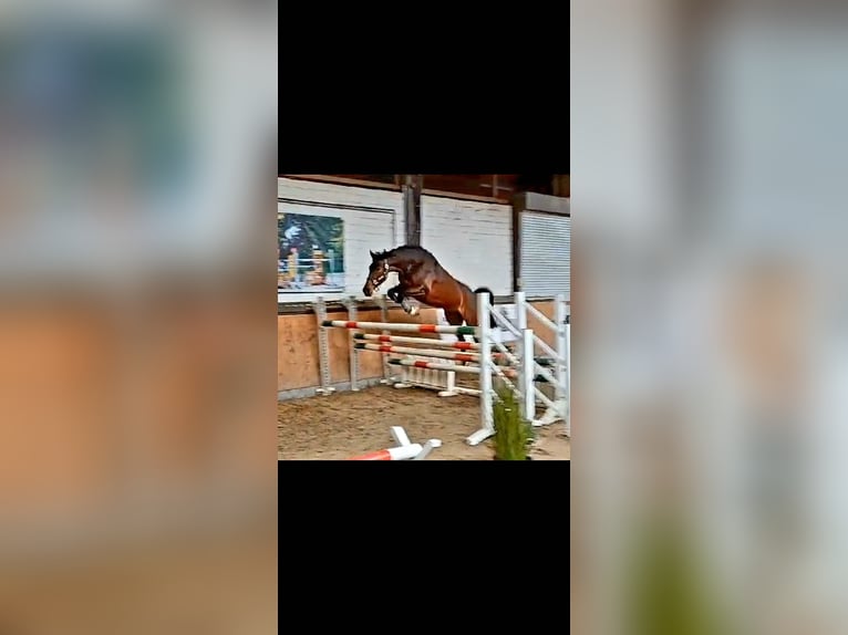 Koń oldenburski Klacz 5 lat 169 cm Gniada in Issum