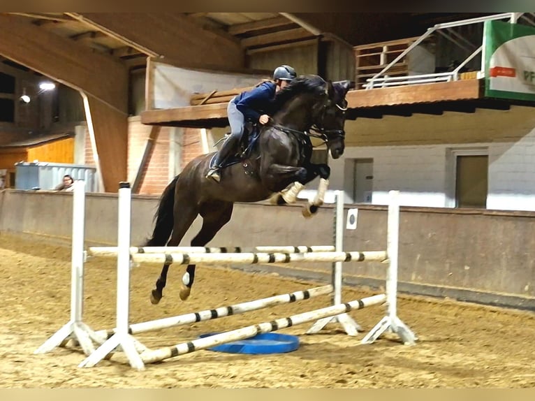 Koń oldenburski Klacz 5 lat 169 cm Kara in Hüllhorst