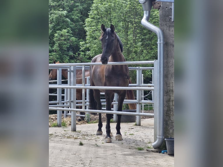 Koń oldenburski Klacz 5 lat 169 cm Kara in Hüllhorst