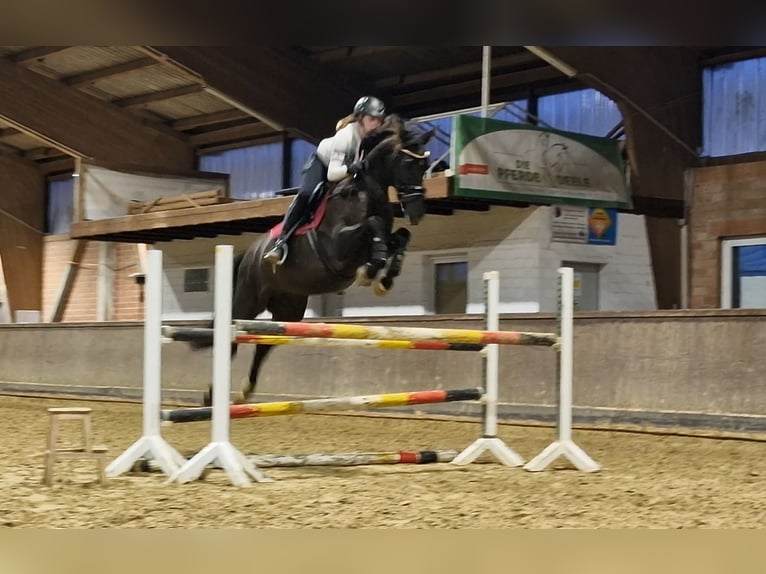 Koń oldenburski Klacz 5 lat 169 cm Kara in Hüllhorst