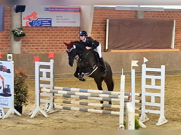 Koń oldenburski Klacz 5 lat 169 cm Kara in Hüllhorst