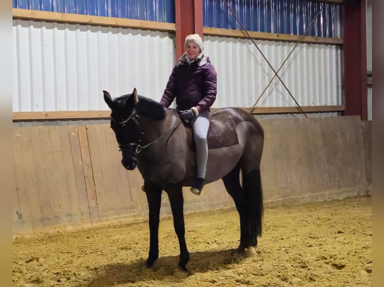 Koń oldenburski Klacz 5 lat 169 cm Kara in Lübbecke