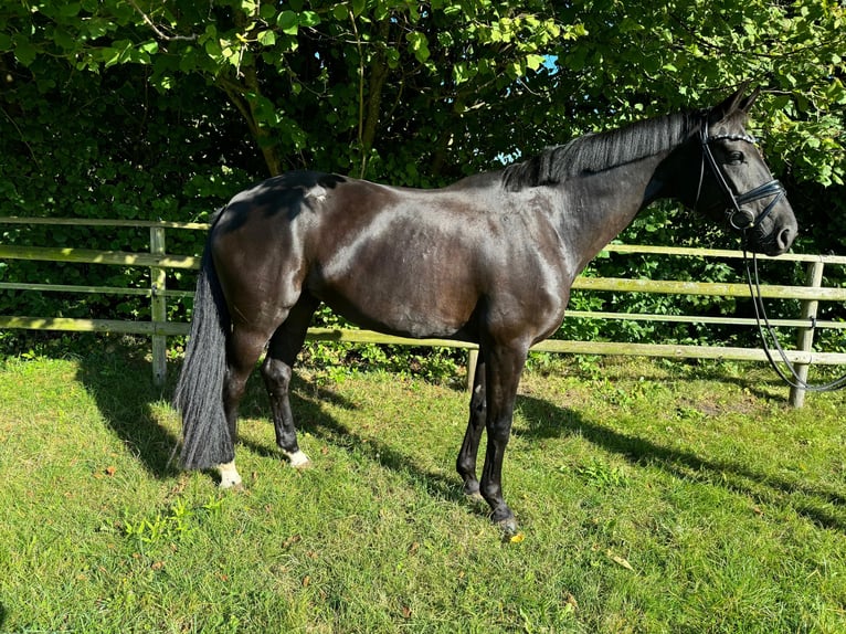 Koń oldenburski Klacz 5 lat 169 cm Kara in Wardenburg