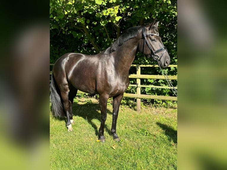 Koń oldenburski Klacz 5 lat 169 cm Kara in Wardenburg