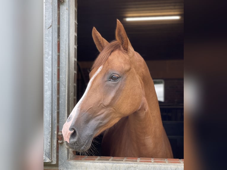 Koń oldenburski Klacz 5 lat 169 cm Kasztanowata in Ganderkesee