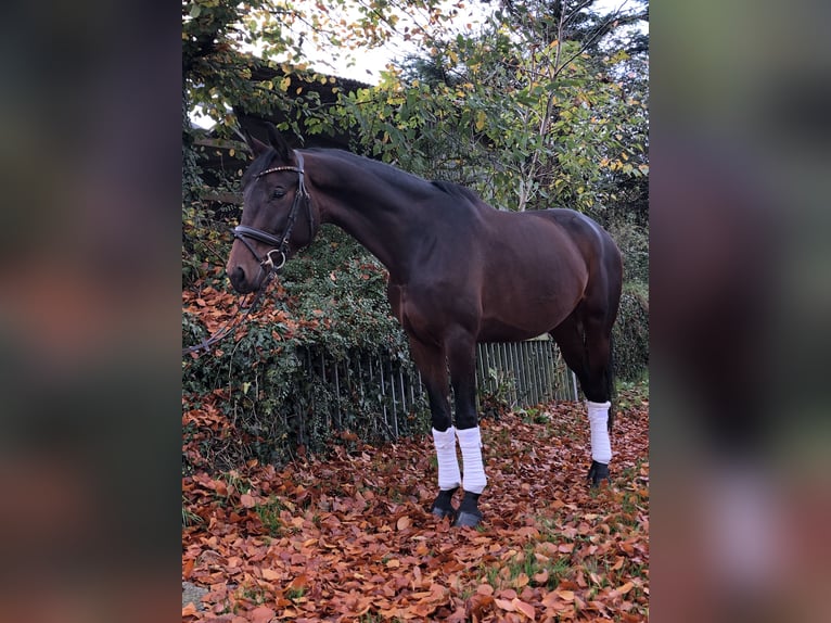 Koń oldenburski Klacz 5 lat 170 cm Ciemnogniada in Hiddenhausen