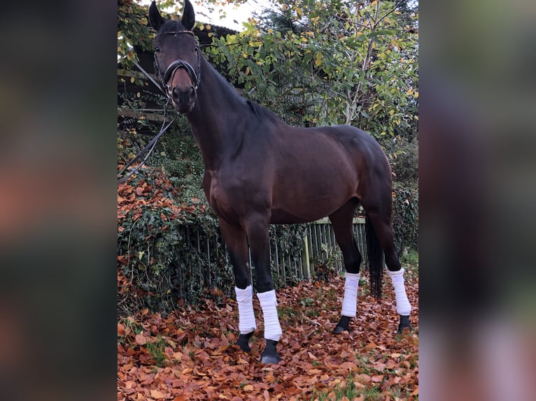 Koń oldenburski Klacz 5 lat 170 cm Ciemnogniada in Hiddenhausen