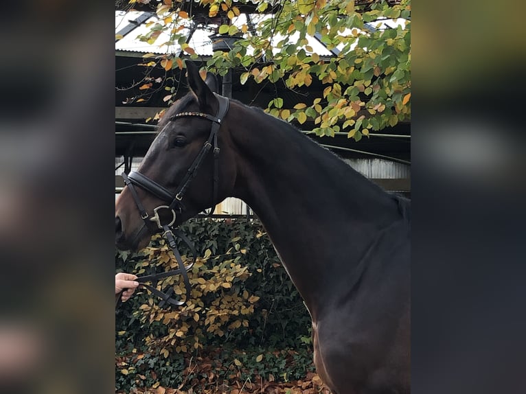 Koń oldenburski Klacz 5 lat 170 cm Ciemnogniada in Hiddenhausen