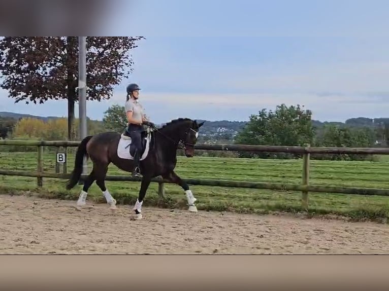 Koń oldenburski Klacz 5 lat 170 cm Ciemnogniada in Sprockhövel