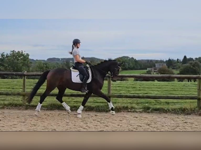 Koń oldenburski Klacz 5 lat 170 cm Ciemnogniada in Sprockhövel