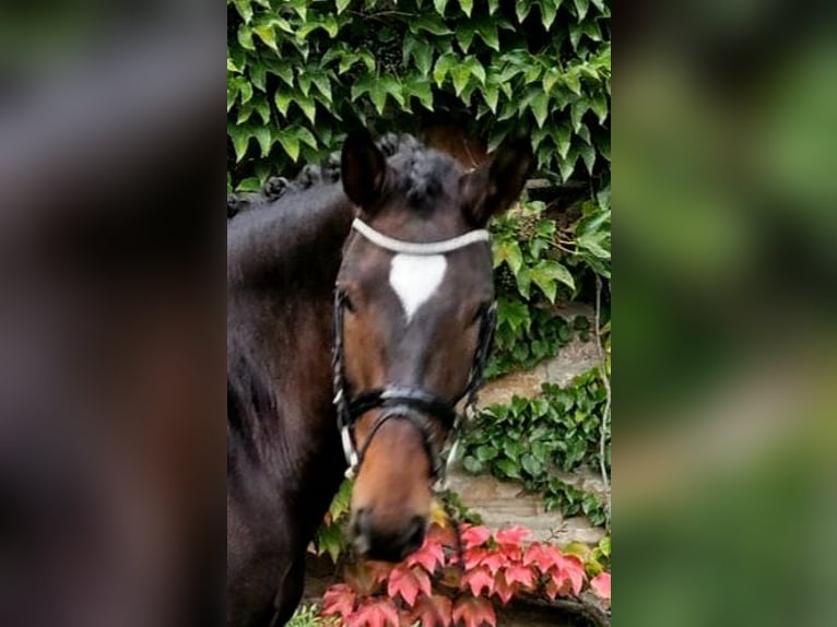 Koń oldenburski Klacz 5 lat 170 cm Ciemnogniada in Sprockhövel