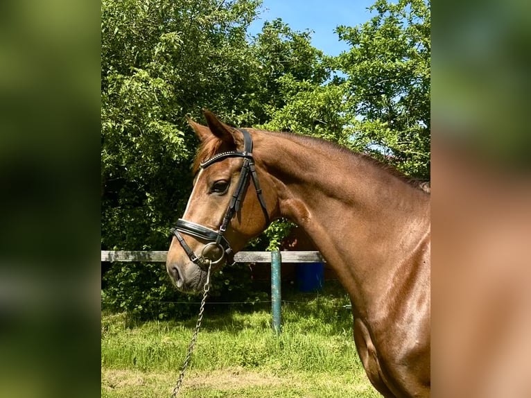 Koń oldenburski Klacz 5 lat 170 cm Ciemnokasztanowata in Nordhorn