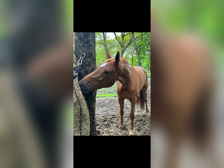 Koń oldenburski Klacz 5 lat 170 cm Ciemnokasztanowata in Uelsen