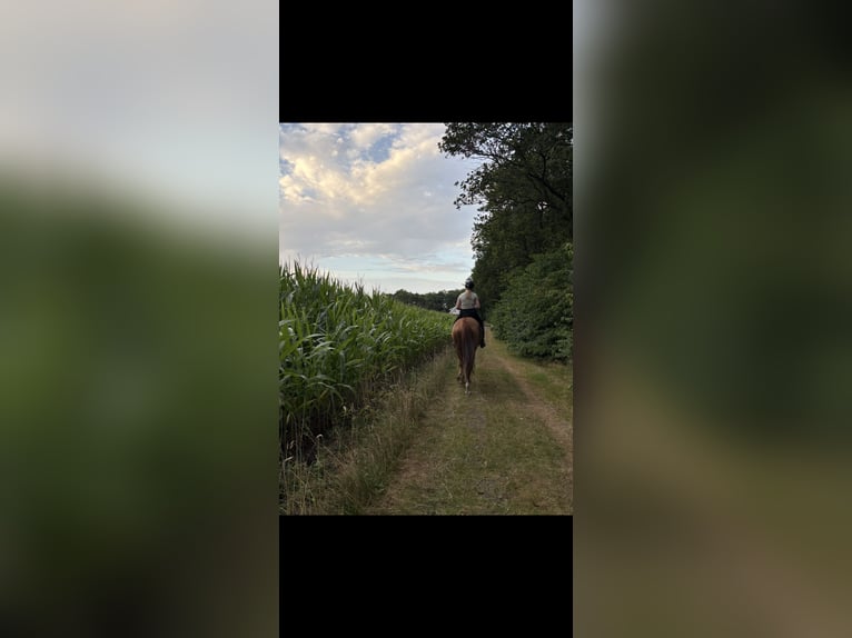 Koń oldenburski Klacz 5 lat 170 cm Ciemnokasztanowata in Uelsen