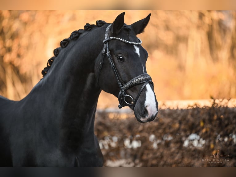 Koń oldenburski Klacz 5 lat 170 cm Kara in Wehringen