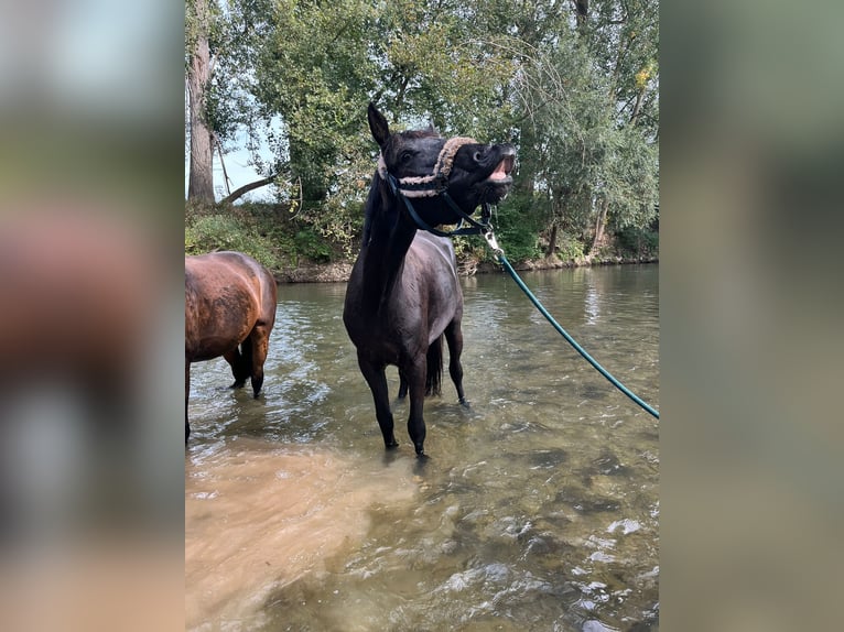 Koń oldenburski Klacz 5 lat 170 cm Kara in Schwaigern