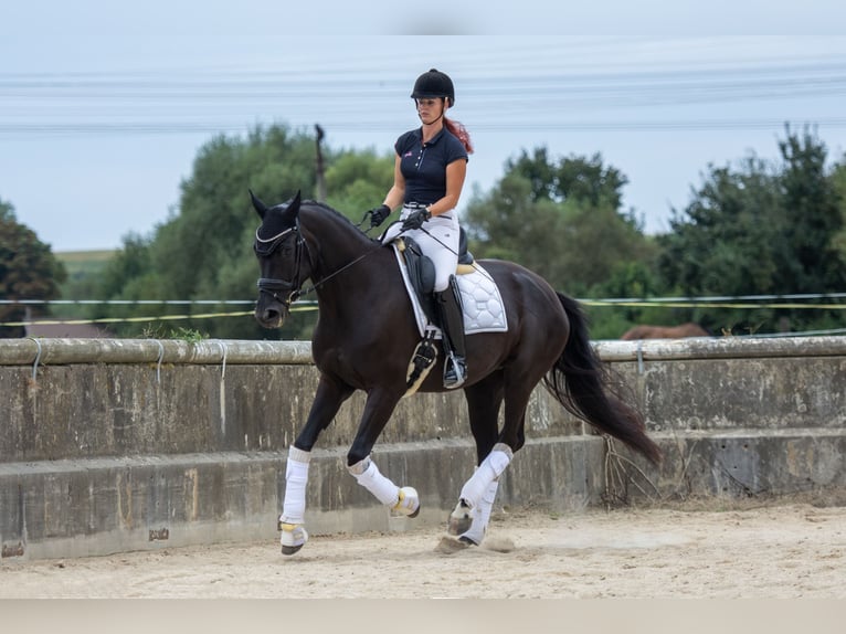 Koń oldenburski Klacz 5 lat 170 cm Kara in Brünn