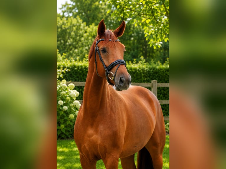 Koń oldenburski Klacz 5 lat 170 cm Kasztanowata in Lohne (Oldenburg)