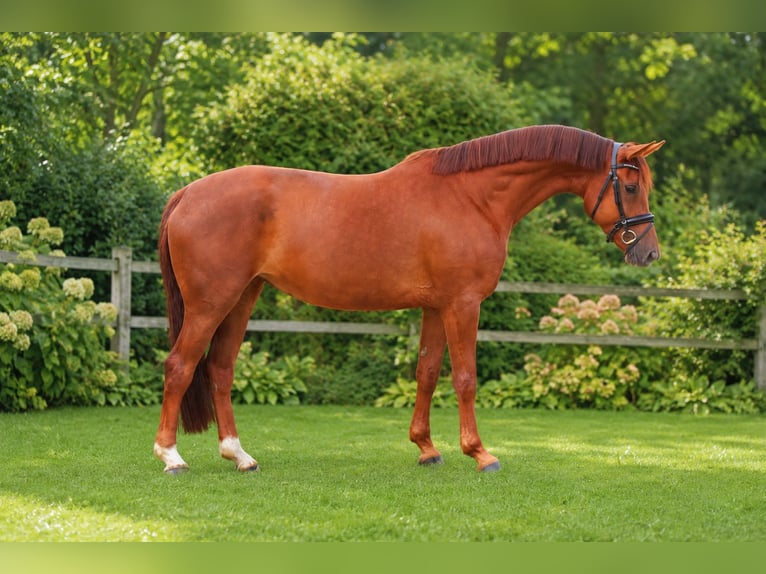 Koń oldenburski Klacz 5 lat 170 cm Kasztanowata in Lohne (Oldenburg)