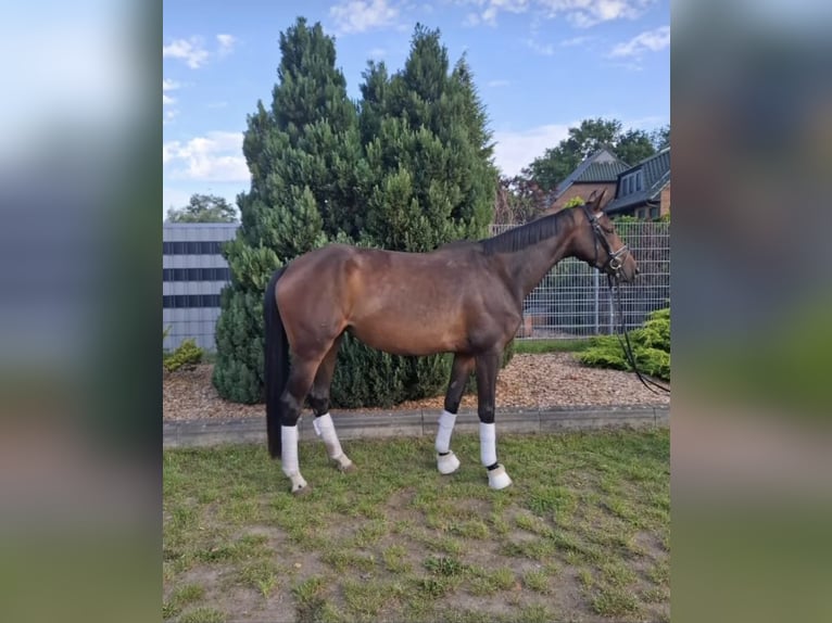 Koń oldenburski Klacz 5 lat 170 cm in Ludwigslust