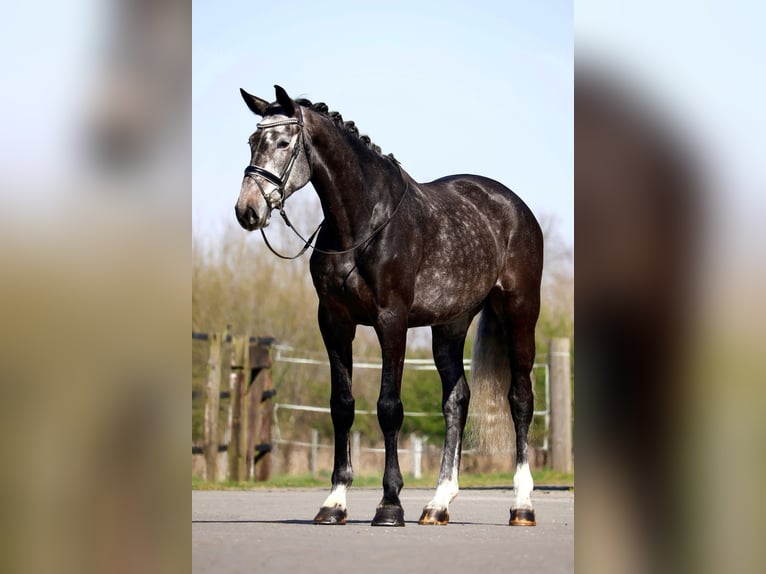 Koń oldenburski Klacz 5 lat 170 cm Siwa in Lingen