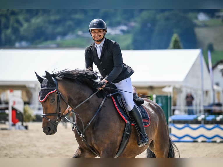 Koń oldenburski Klacz 5 lat 171 cm Ciemnogniada in Regensdorf