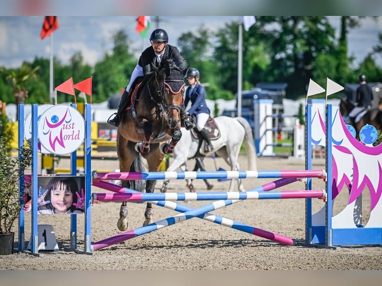 Koń oldenburski Klacz 5 lat 171 cm Ciemnogniada in Regensdorf