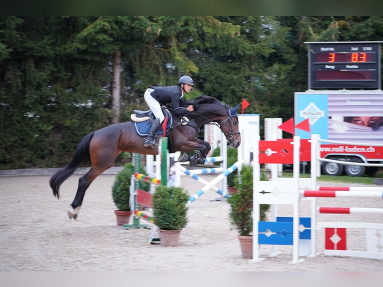 Koń oldenburski Klacz 5 lat 171 cm Ciemnogniada in Regensdorf