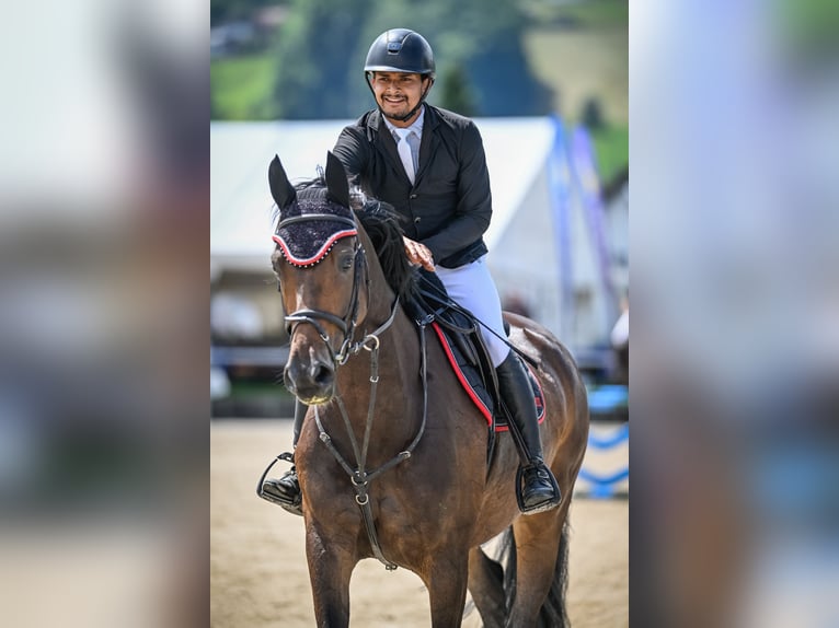 Koń oldenburski Klacz 5 lat 171 cm Ciemnogniada in Regensdorf