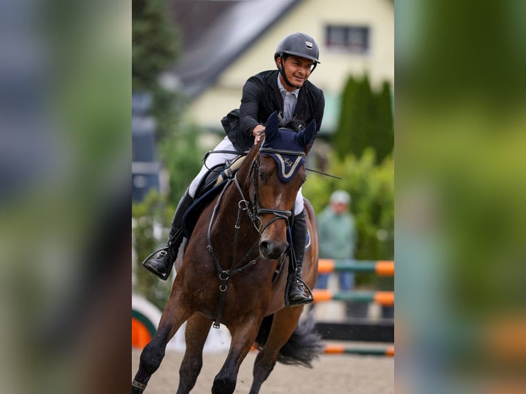 Koń oldenburski Klacz 5 lat 171 cm Ciemnogniada in Regensdorf