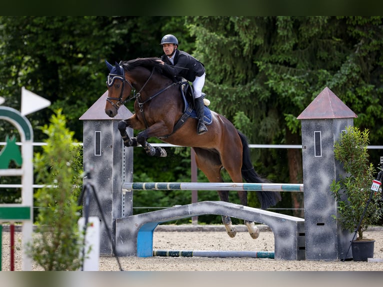 Koń oldenburski Klacz 5 lat 171 cm Ciemnogniada in Regensdorf