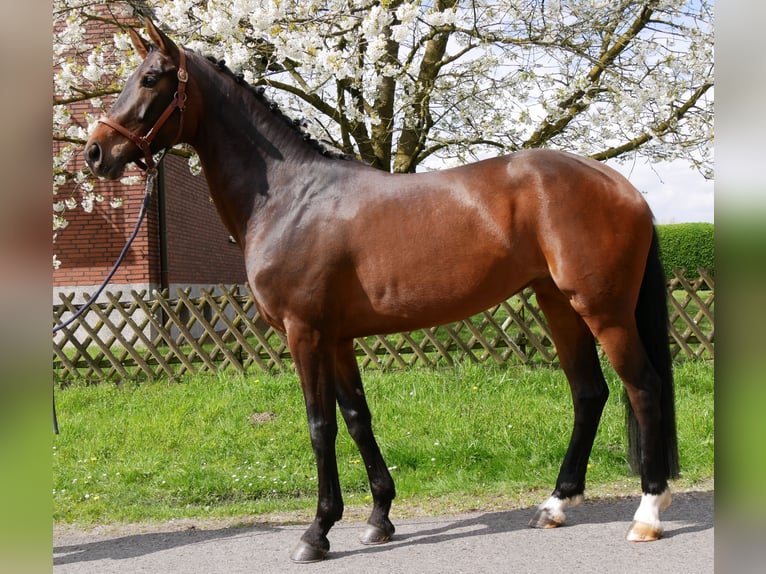 Koń oldenburski Klacz 5 lat 171 cm Ciemnogniada in Dorsten