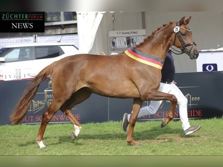 Koń oldenburski Klacz 5 lat 171 cm Ciemnokasztanowata in Barver