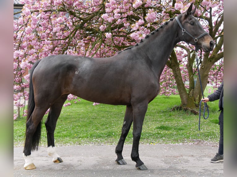 Koń oldenburski Klacz 5 lat 171 cm Skarogniada in Dorsten