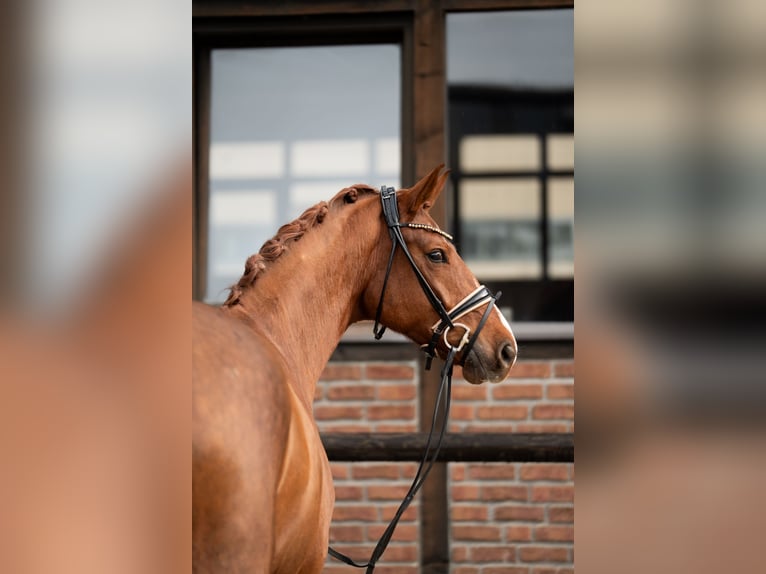 Koń oldenburski Klacz 5 lat 172 cm Ciemnokasztanowata in Heidesheim am Rhein