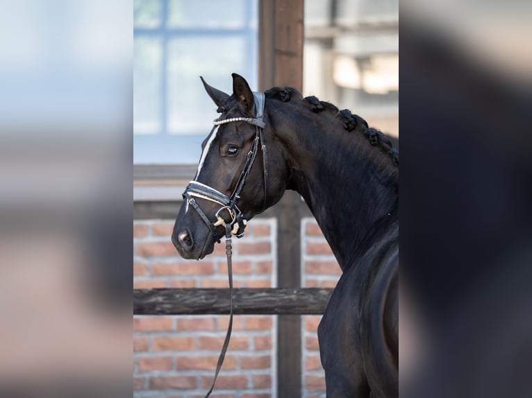 Koń oldenburski Klacz 5 lat 172 cm Kara in Heidesheim am Rhein