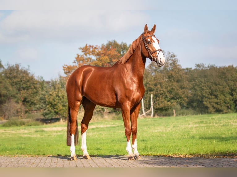 Koń oldenburski Klacz 5 lat 172 cm Kasztanowata in Bladel