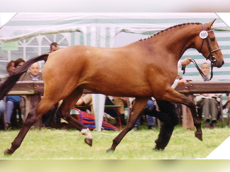 Koń oldenburski Klacz 5 lat 172 cm Kasztanowata in Einbeck