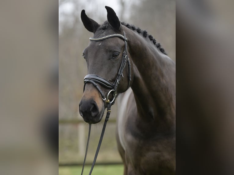 Koń oldenburski Klacz 5 lat 173 cm Ciemnogniada in Sassenberg