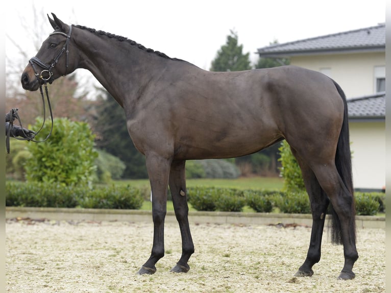 Koń oldenburski Klacz 5 lat 173 cm Ciemnogniada in Sassenberg